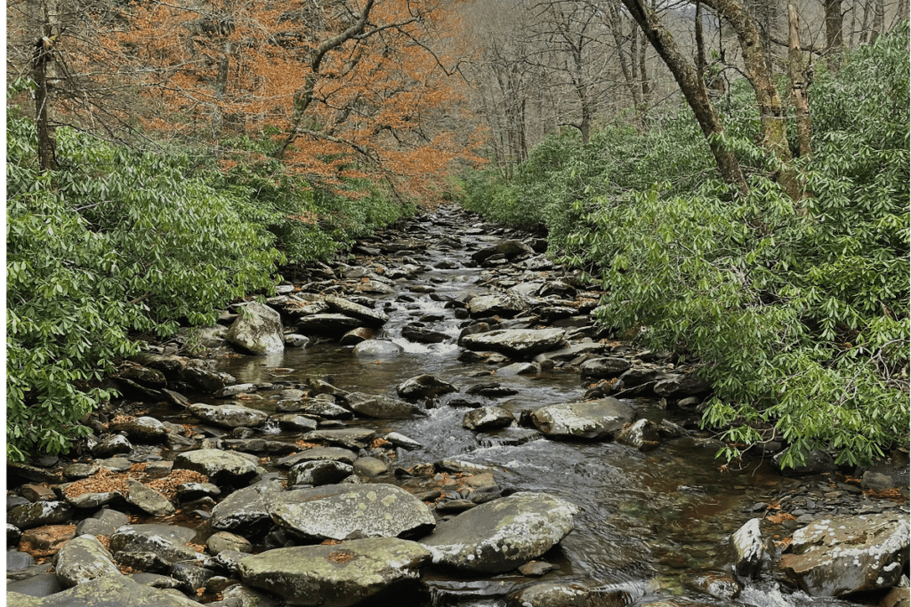 Stream in Great Smoky Mountain National Park off of Trail during hike