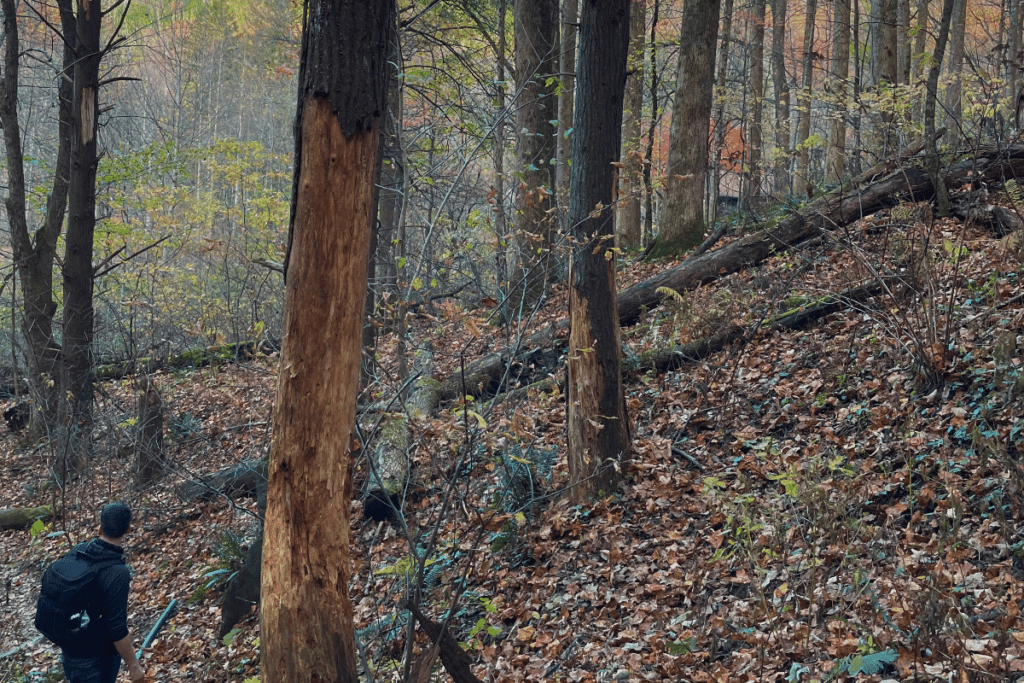 Smoky Mountains Hiking Trail in National Park