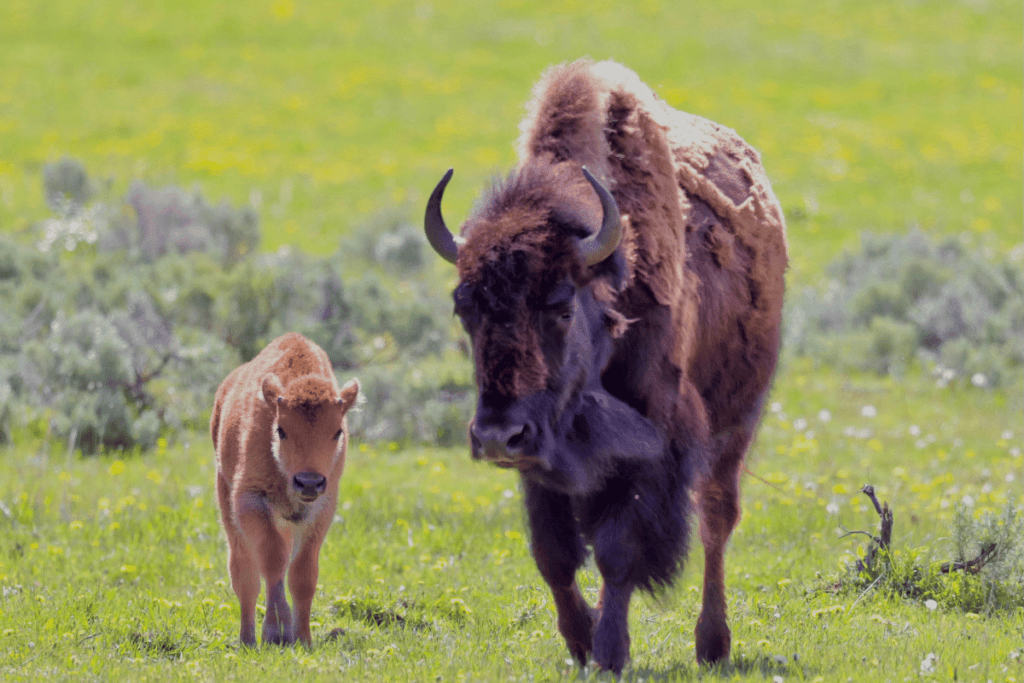 First Time Visit to Yellowstone: Must See Spots - Bison and red dog in Lamar Valley or Hayden Valley Yellowstone National Park