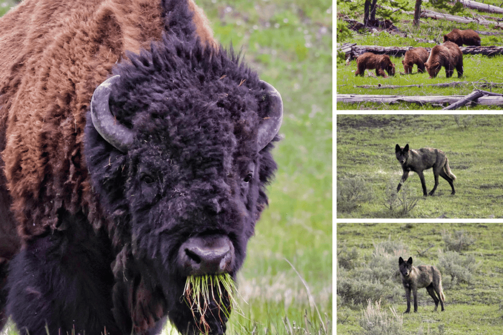 First Time Visit to Yellowstone: Must See Spots - Bison eating, Black Wolf and Grizzly Bears