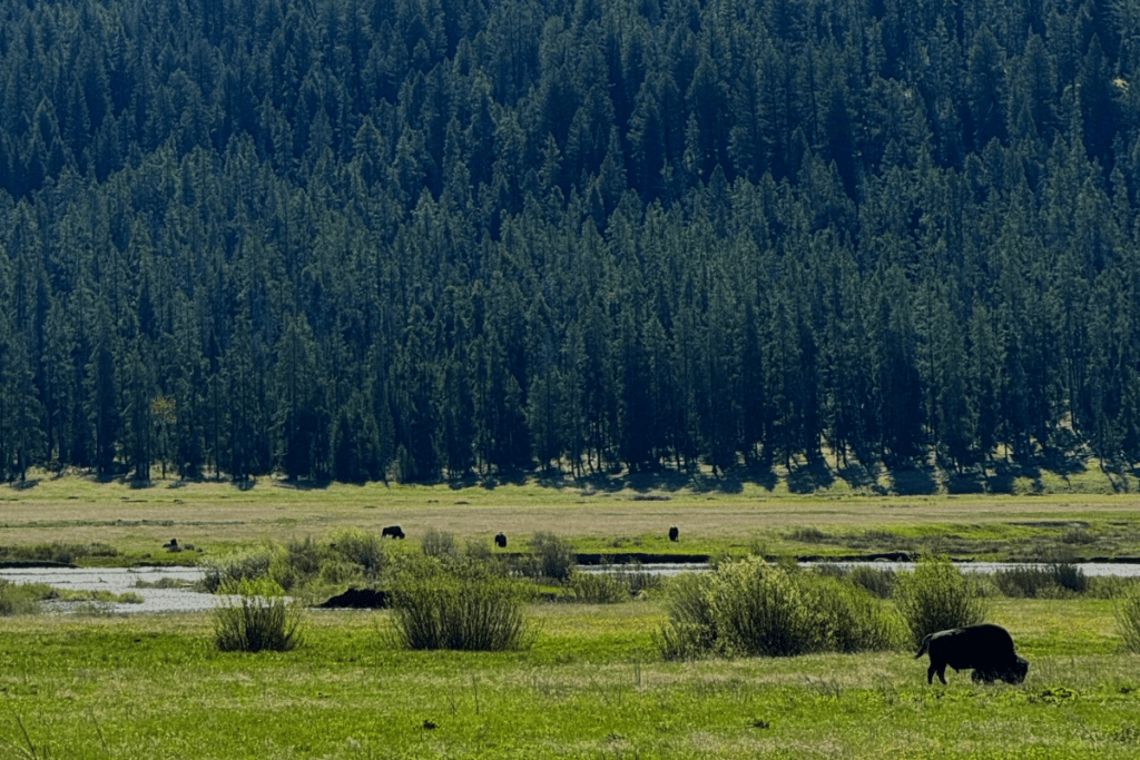 First Time Visit to Yellowstone: Must See Spots - Bison standing near river and at the foot of a green covered mountain in Lamar valley Yellowstone national park