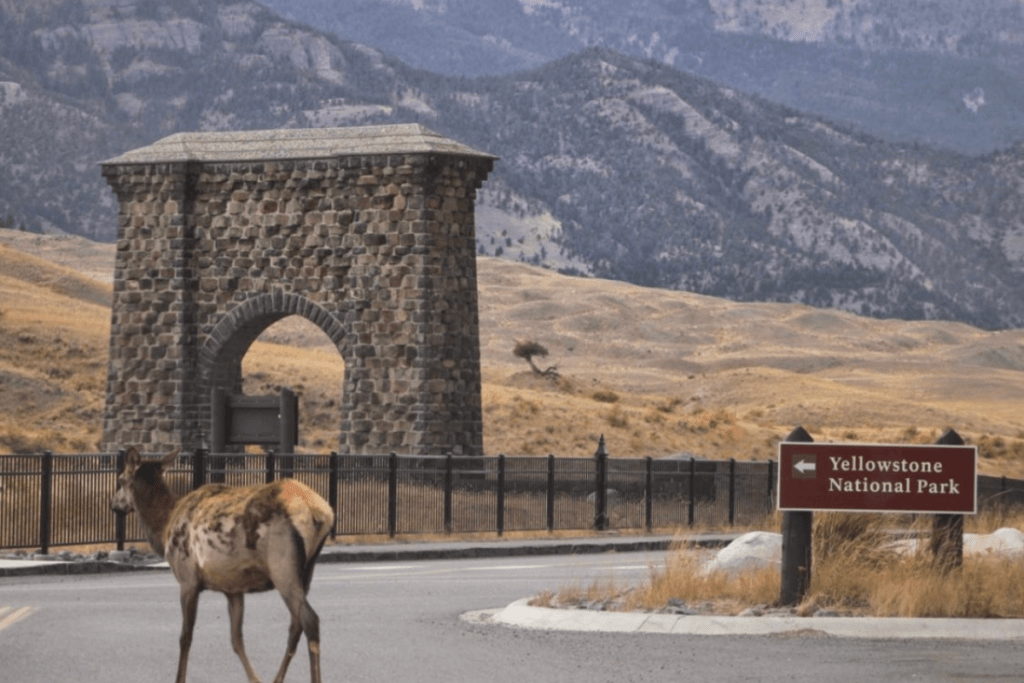 Roosevelt arch in Yellowstone national park with elk standing in front of it