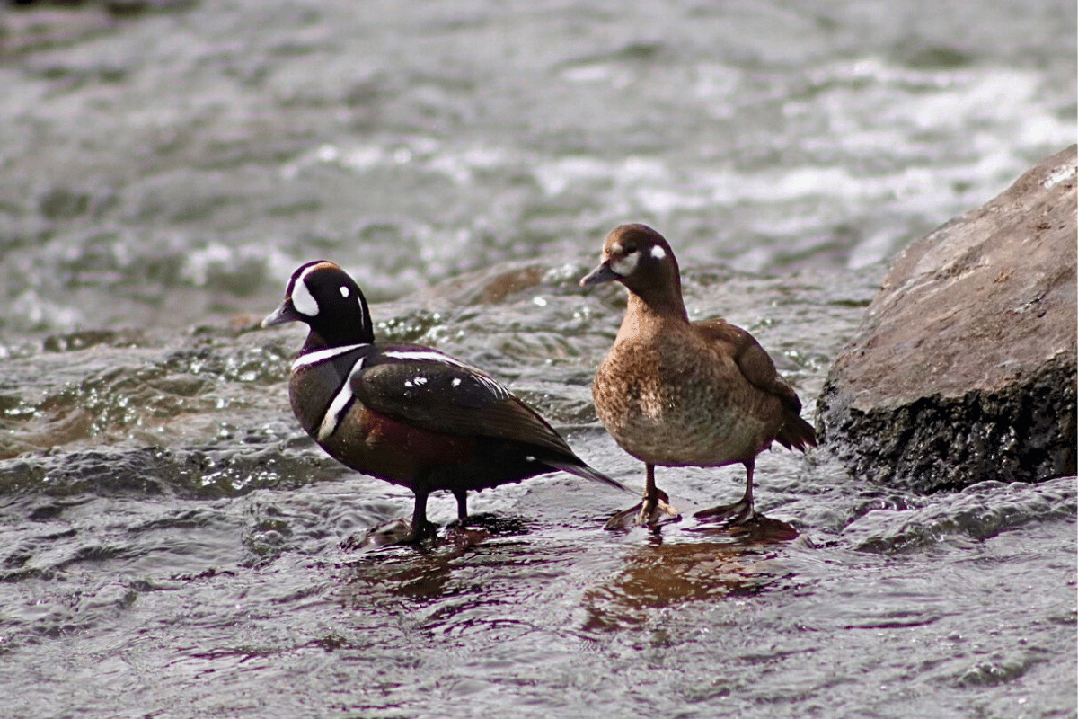 First Time Visit to Yellowstone: Must See Spots- Harlequin Ducks Male and Female in Yellowstone River at LeHardys Rapids