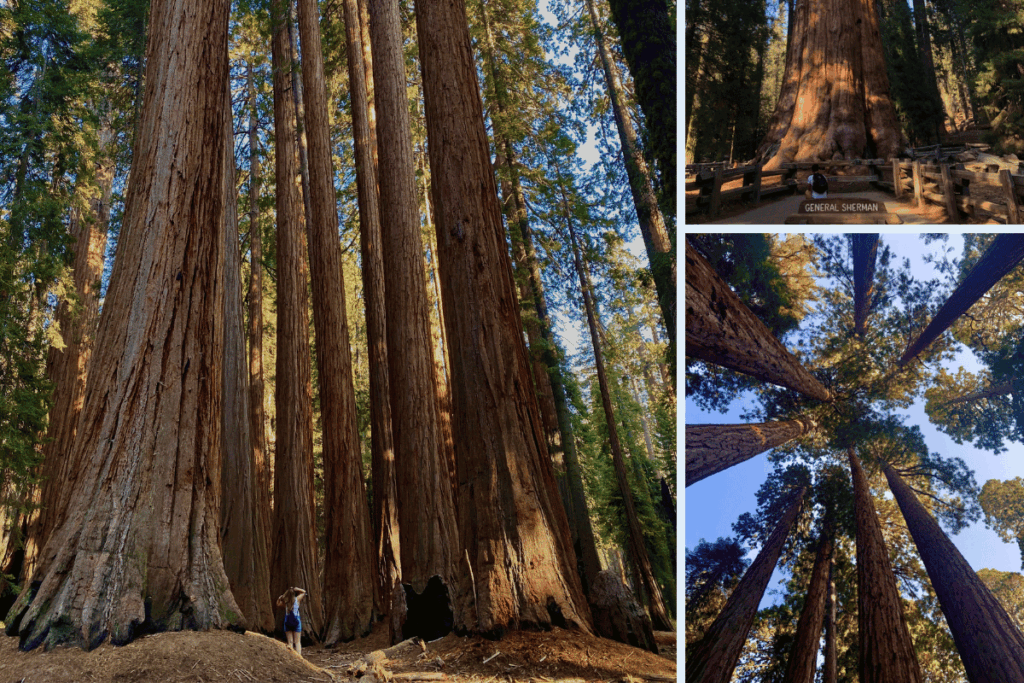congress trail in sequoia national park easy hike as a family. photos of largest trees in world with women standing near for size comparison and looking upward at treetops.