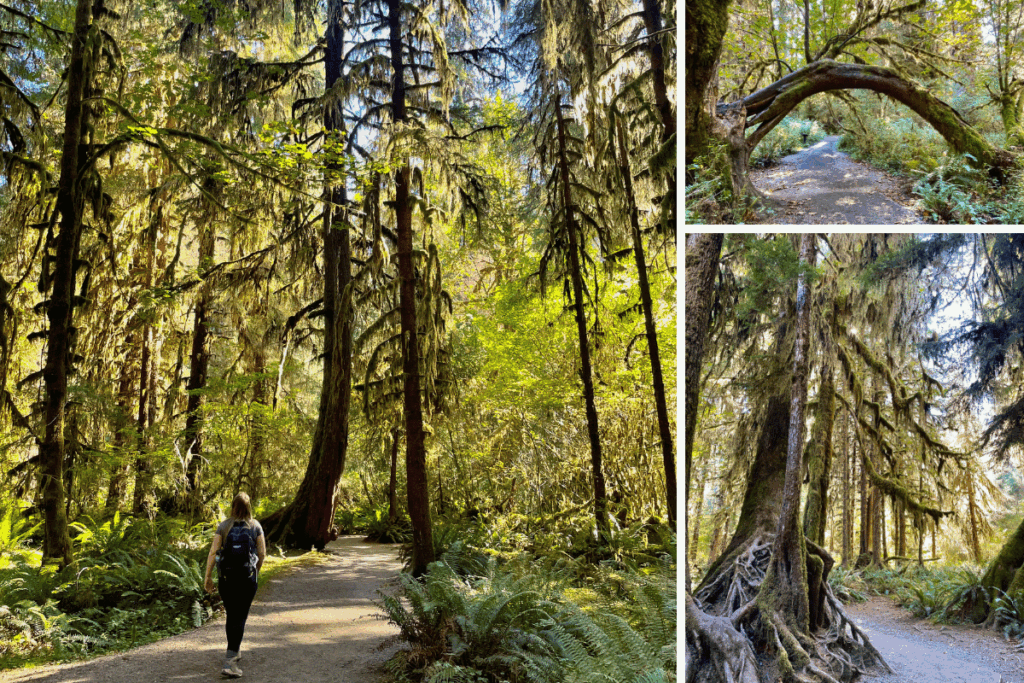 Hall of Mosses Olympic National Park Easy Family hike with photos of women looking up at moss covered trees in a temperment rainforest and tree archway.