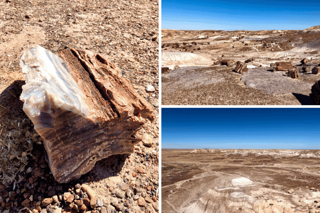 Petrified Forest National Park old forest turned to rock photo